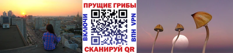 Псилоцибиновые грибы Psilocybe  Кулебаки 